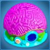 Brain Coral Fish Changer